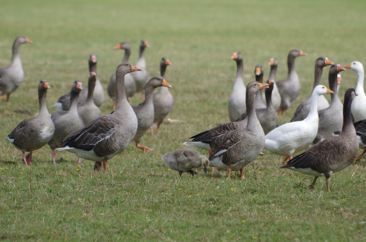 Graylag Goose - ML638552474
