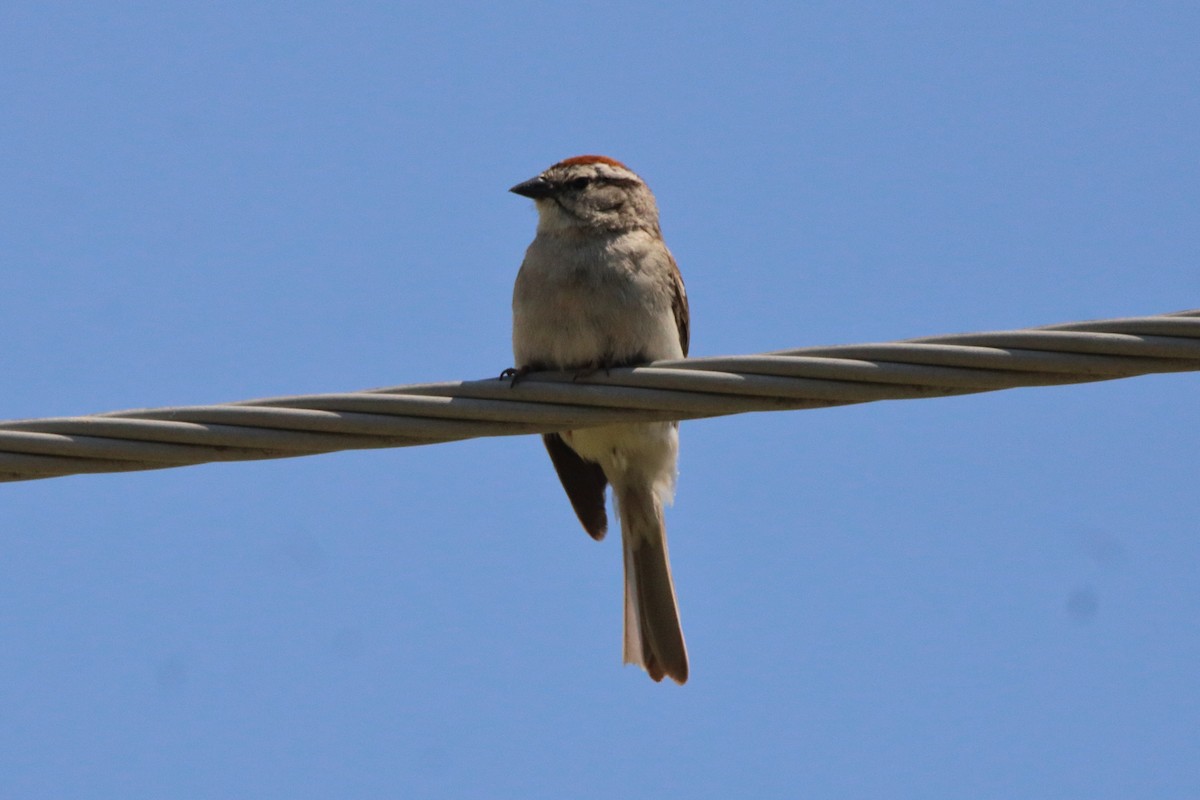 Chipping Sparrow - ML638552476