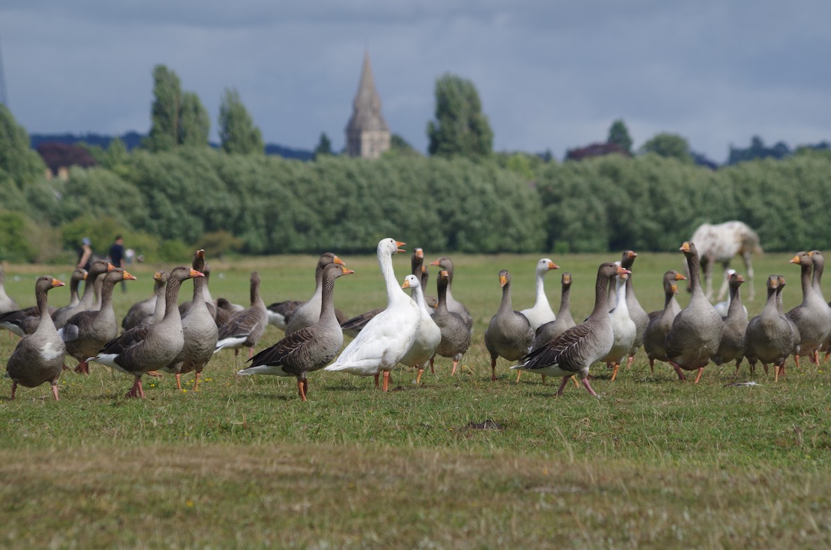 Graylag Goose - ML638552477