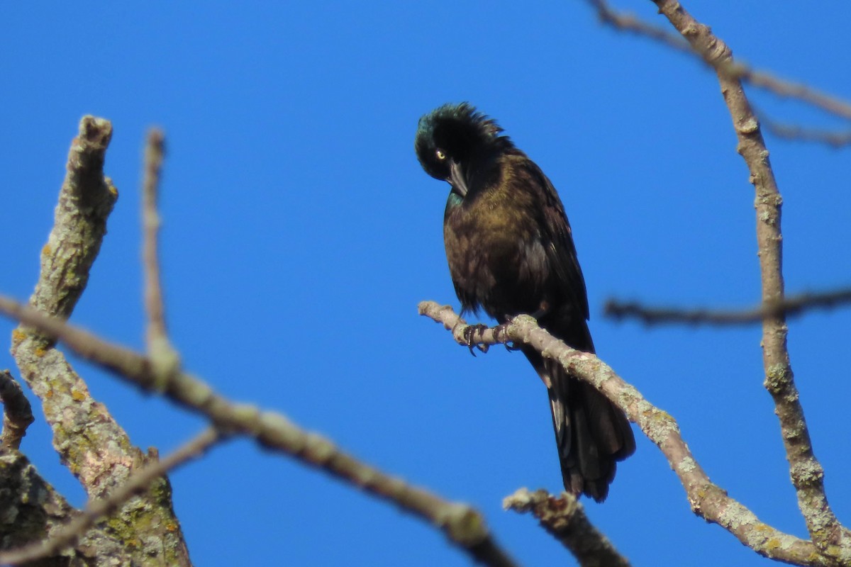 Common Grackle - ML638552498