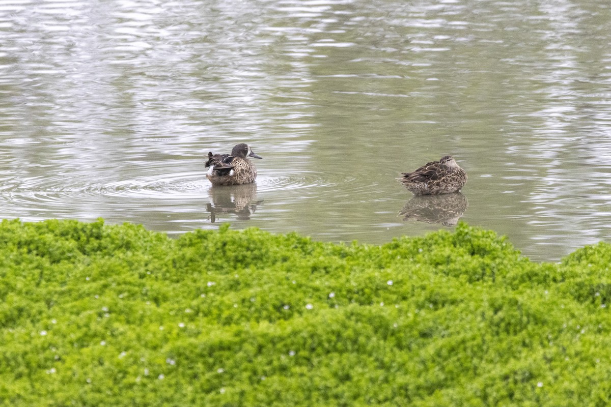 Blue-winged Teal - ML638552520