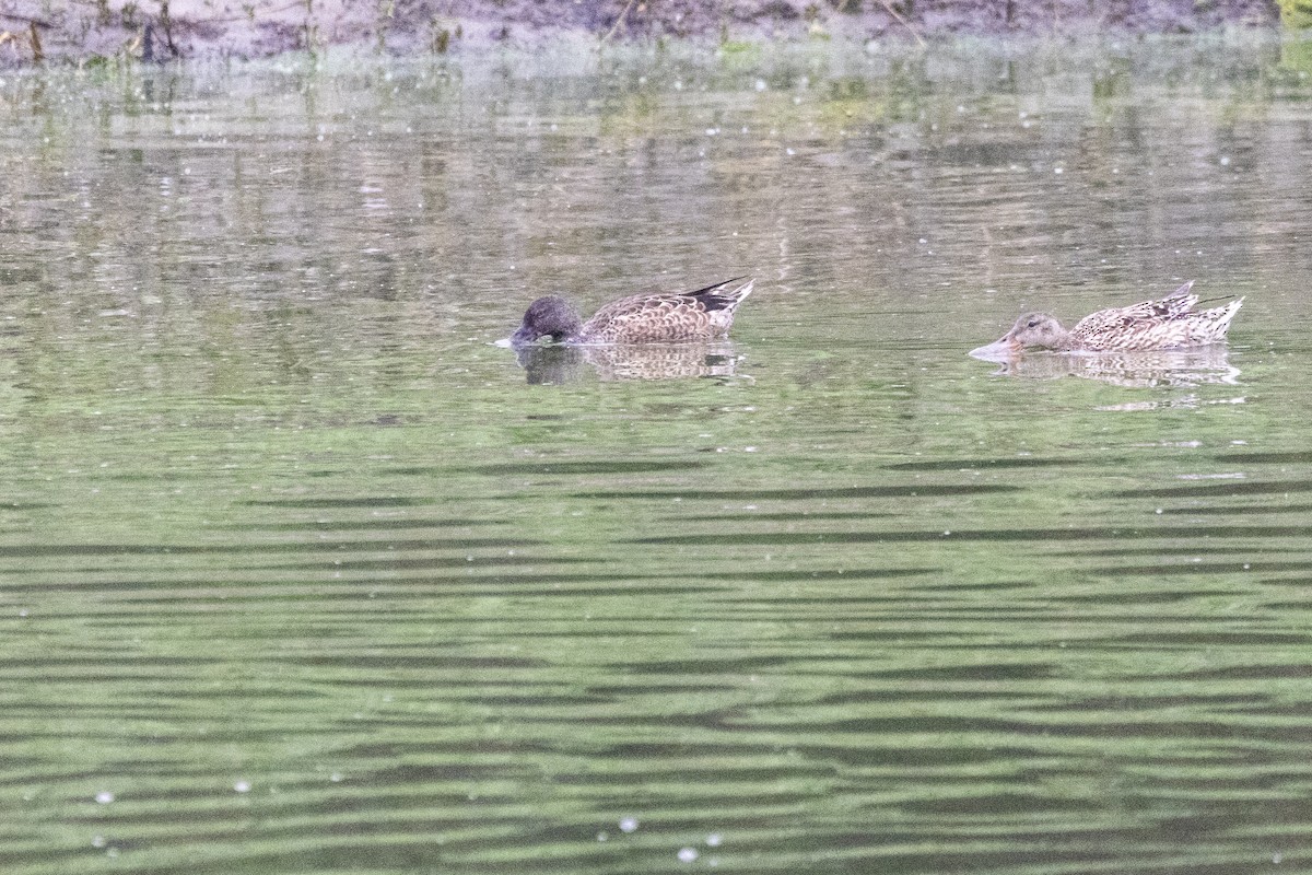 Northern Shoveler - ML638552554