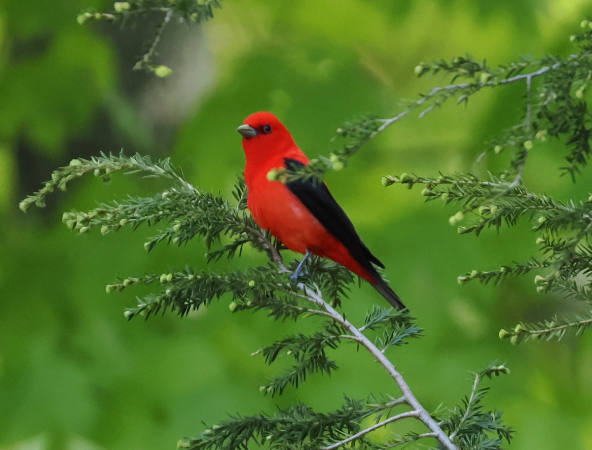 Scarlet Tanager - ML638552569
