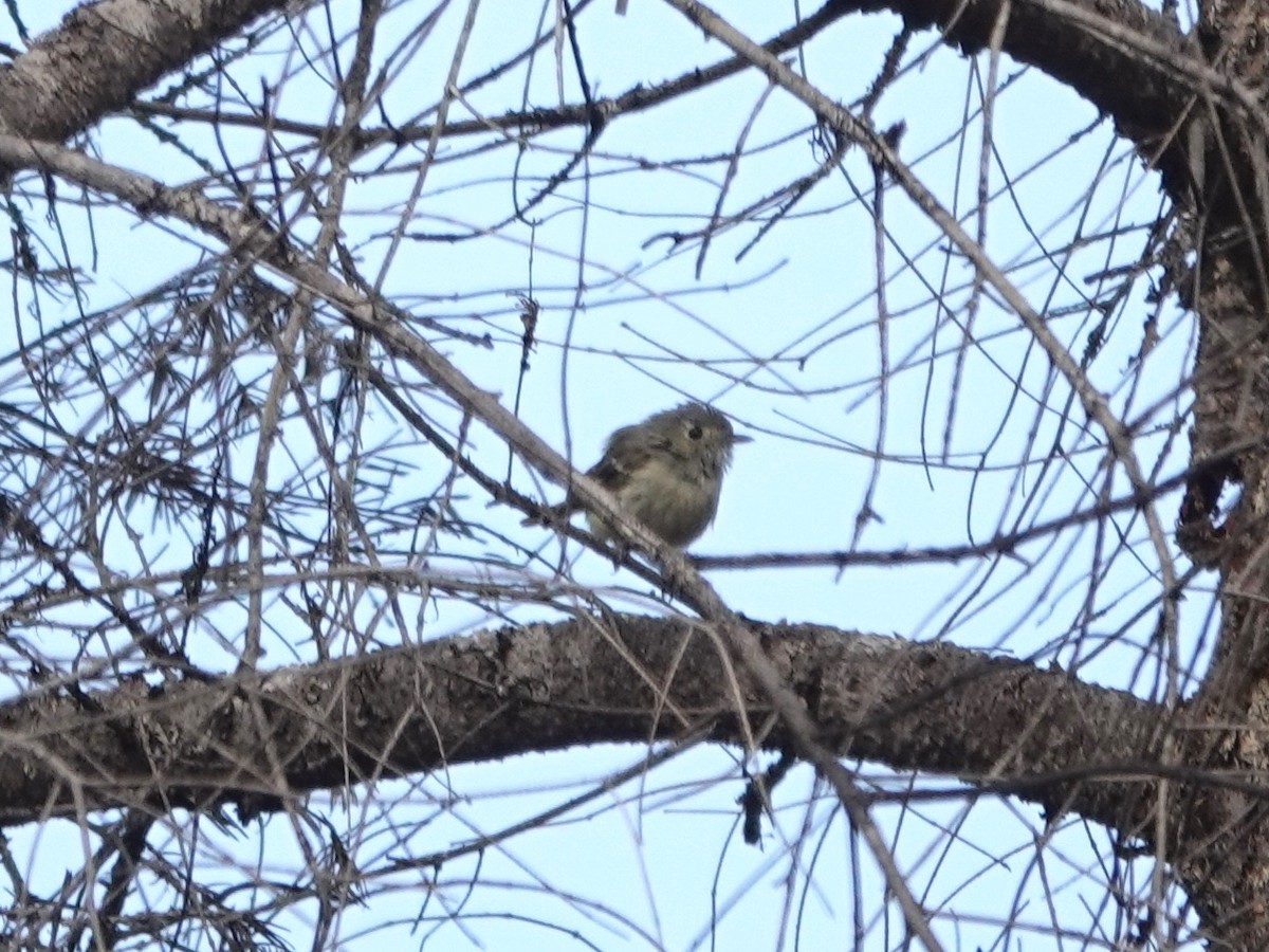 Vireo de Hutton - ML638552574
