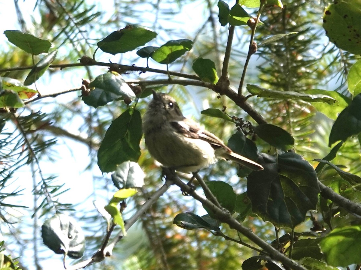 Vireo de Hutton - ML638552581