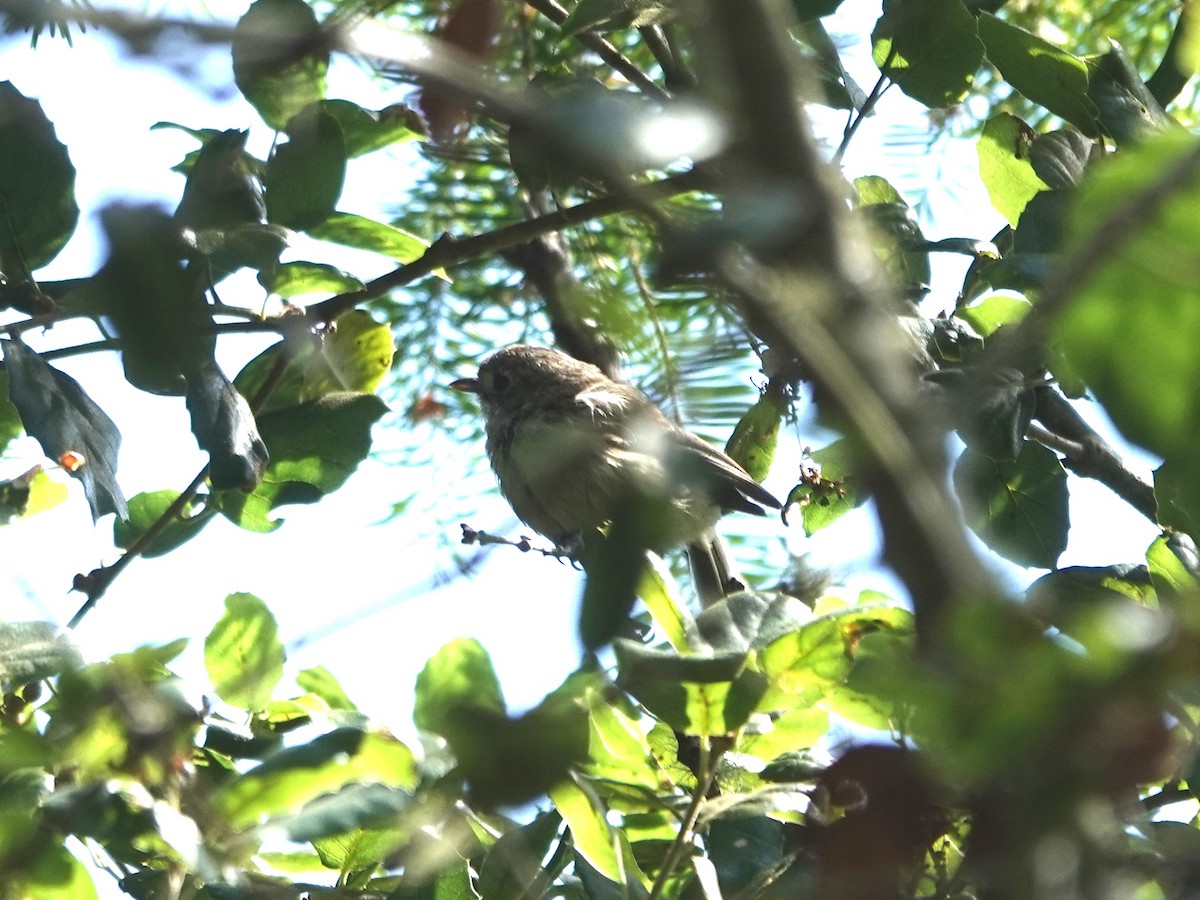Vireo de Hutton - ML638552589