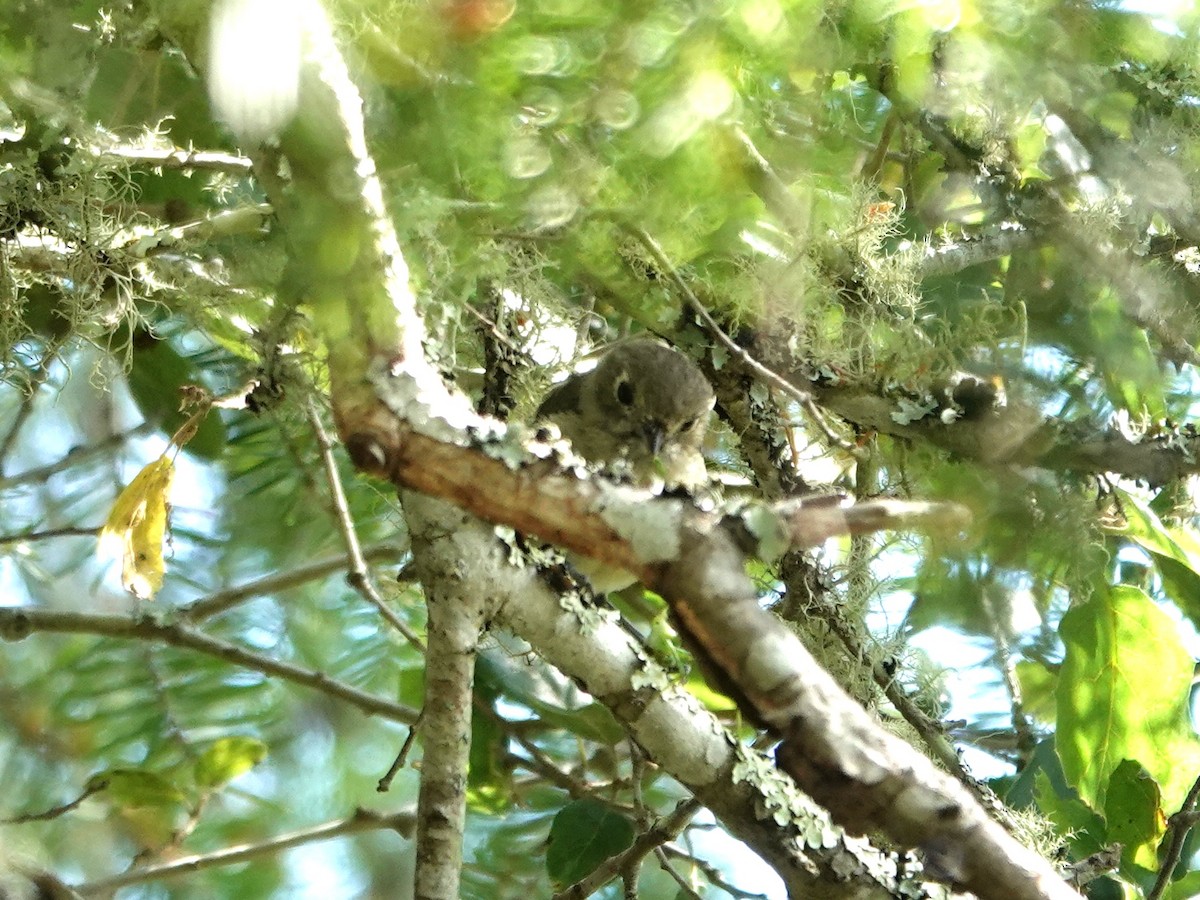Vireo de Hutton - ML638552592