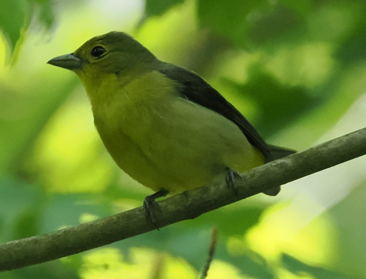 Scarlet Tanager - ML638552614
