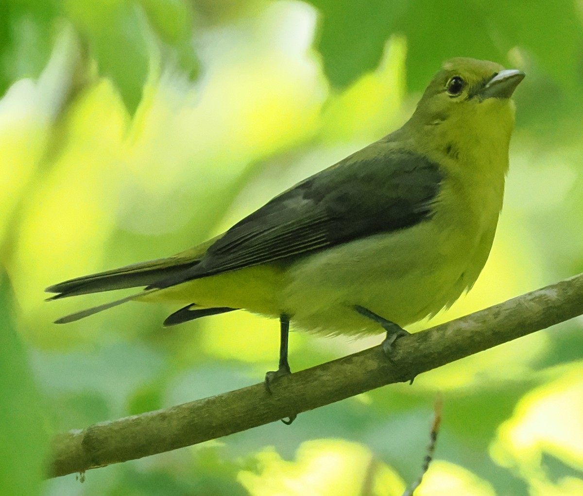 Scarlet Tanager - ML638552616