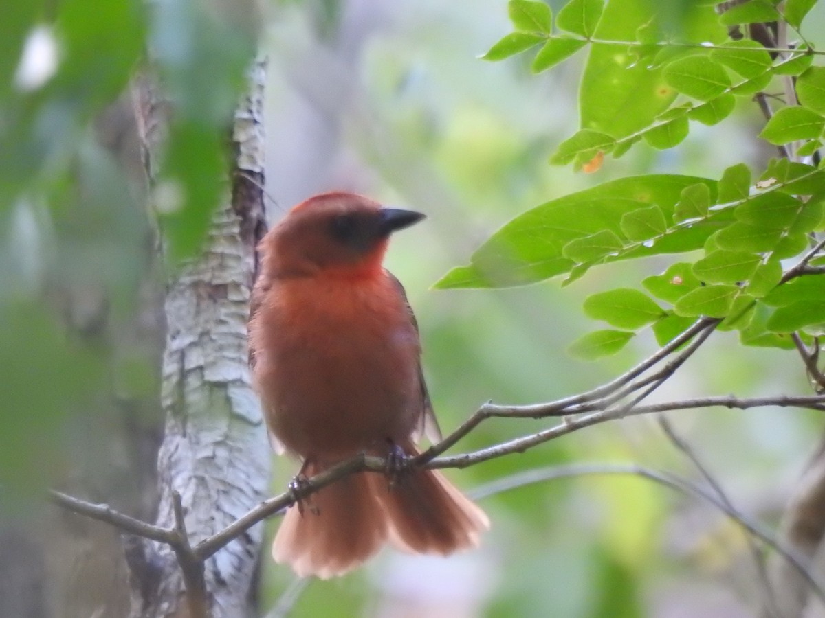 Red-throated Ant-Tanager - ML638552624