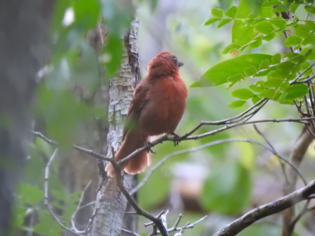 Red-throated Ant-Tanager - ML638552625