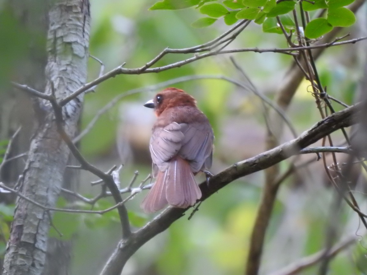 Red-throated Ant-Tanager - ML638552628