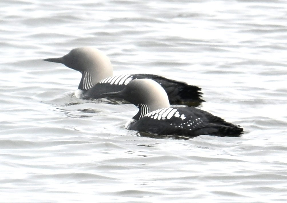 太平洋潛鳥 - ML638552634