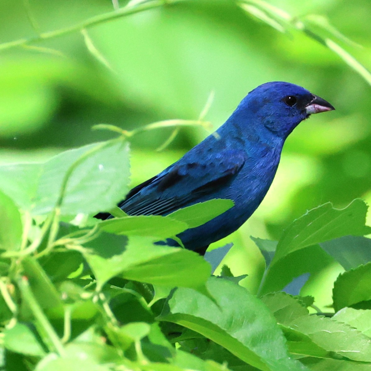 Indigo Bunting - ML638552656