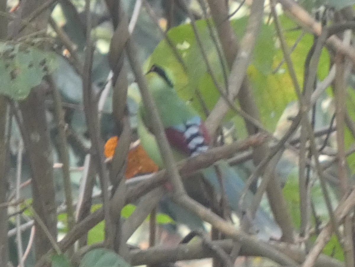 Common Green-Magpie - ML638552690