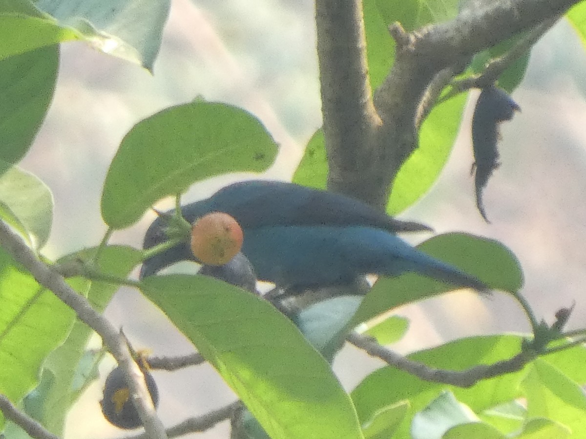 Asian Fairy-bluebird - ML638552702