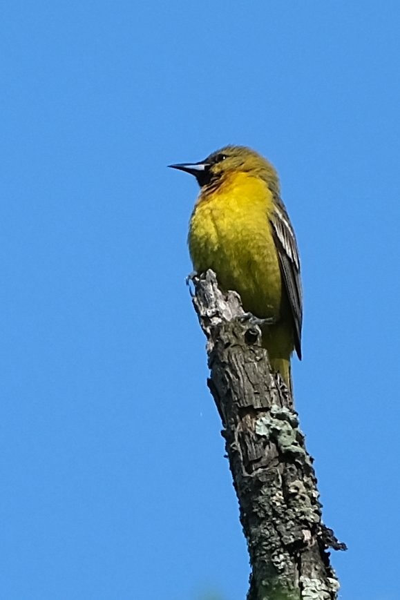 Orchard Oriole - ML638552706