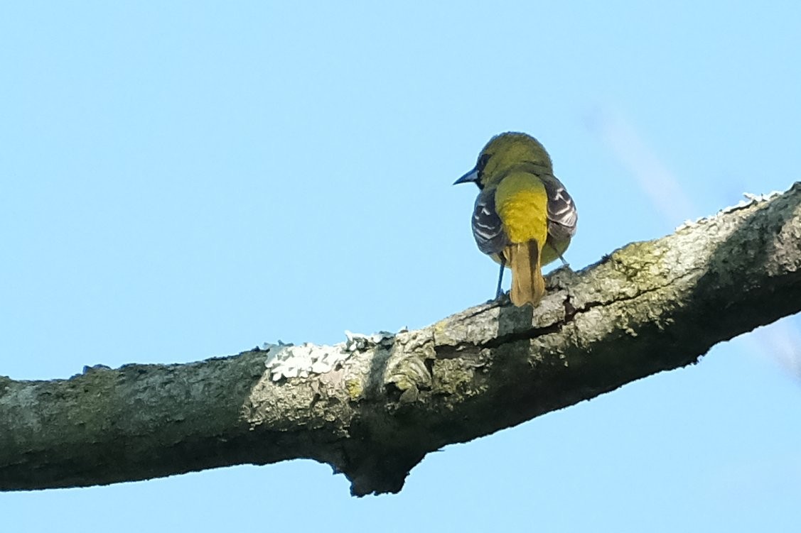 Orchard Oriole - ML638552707