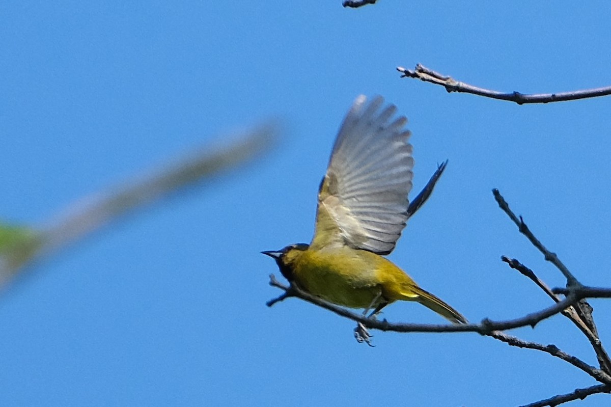 Orchard Oriole - ML638552708