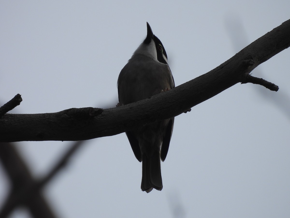 Strong-billed Honeyeater - ML638552718