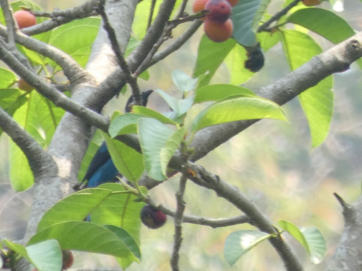 Asian Fairy-bluebird - ML638552724