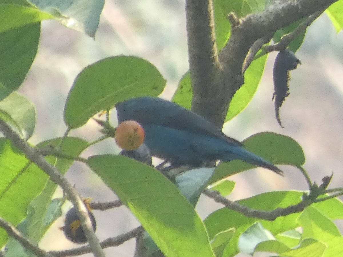 Asian Fairy-bluebird - ML638552725