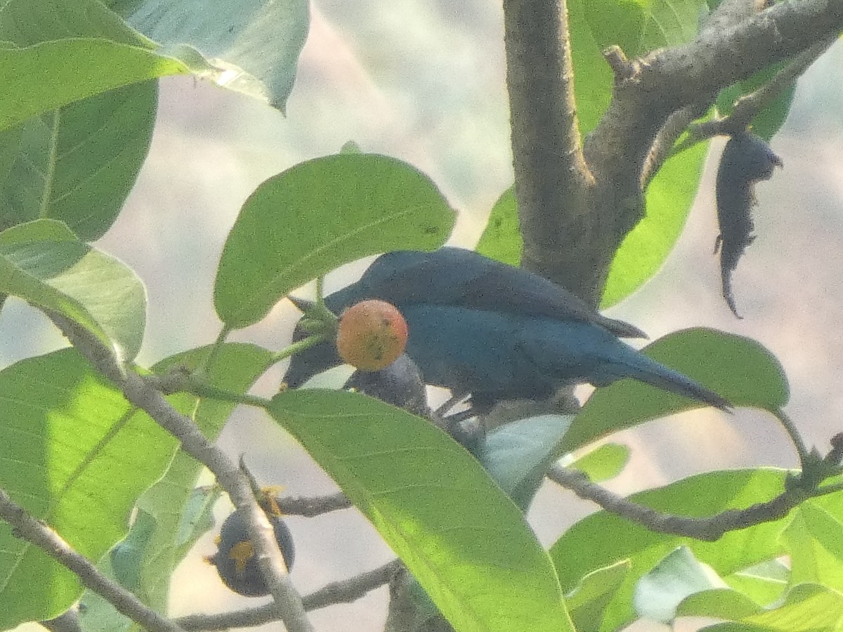 Asian Fairy-bluebird - ML638552726