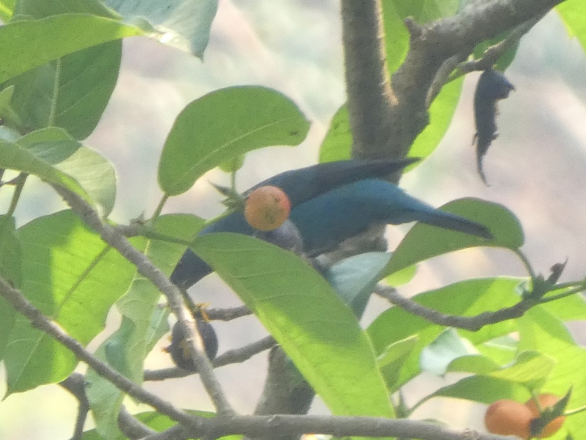 Asian Fairy-bluebird - ML638552727