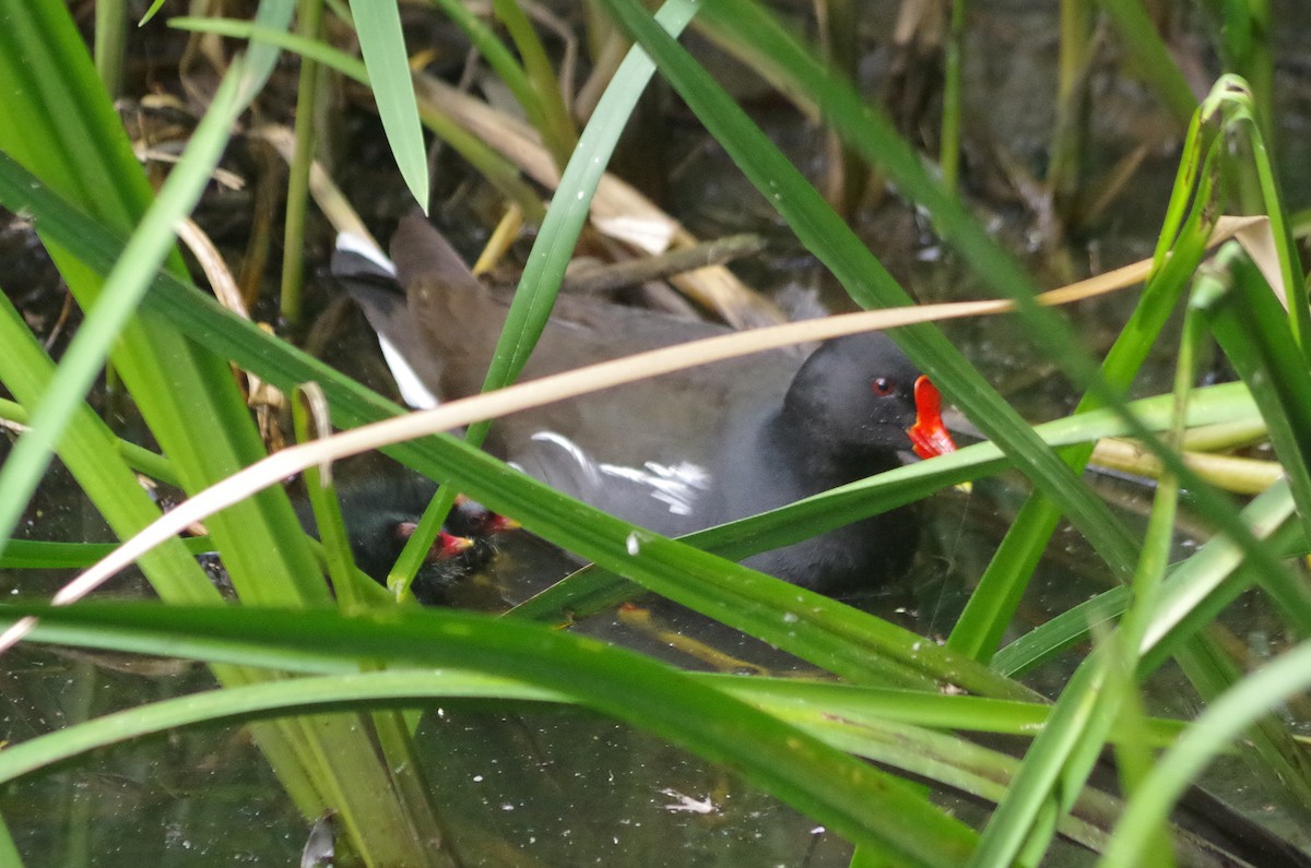 Gallinule poule-d'eau - ML638552729