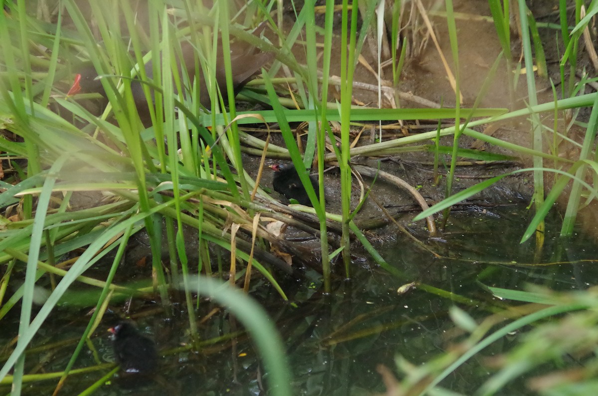 Gallinule poule-d'eau - ML638552730