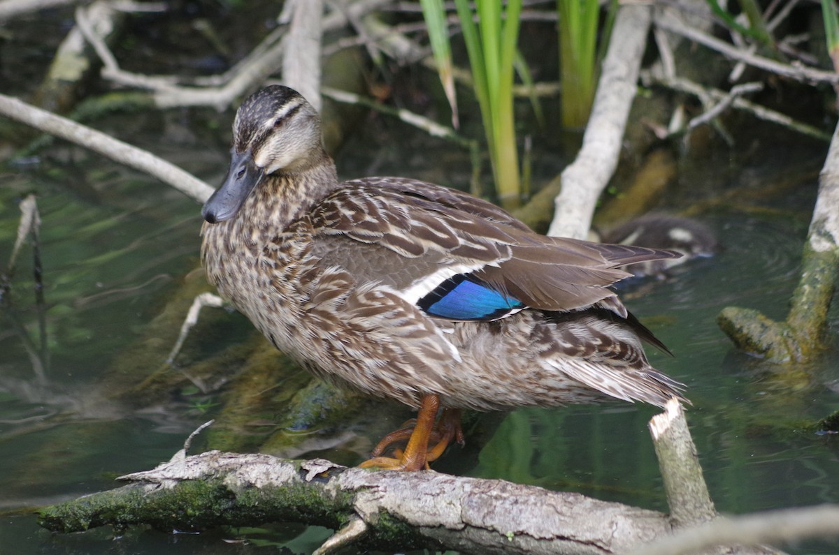 Canard colvert - ML638552734