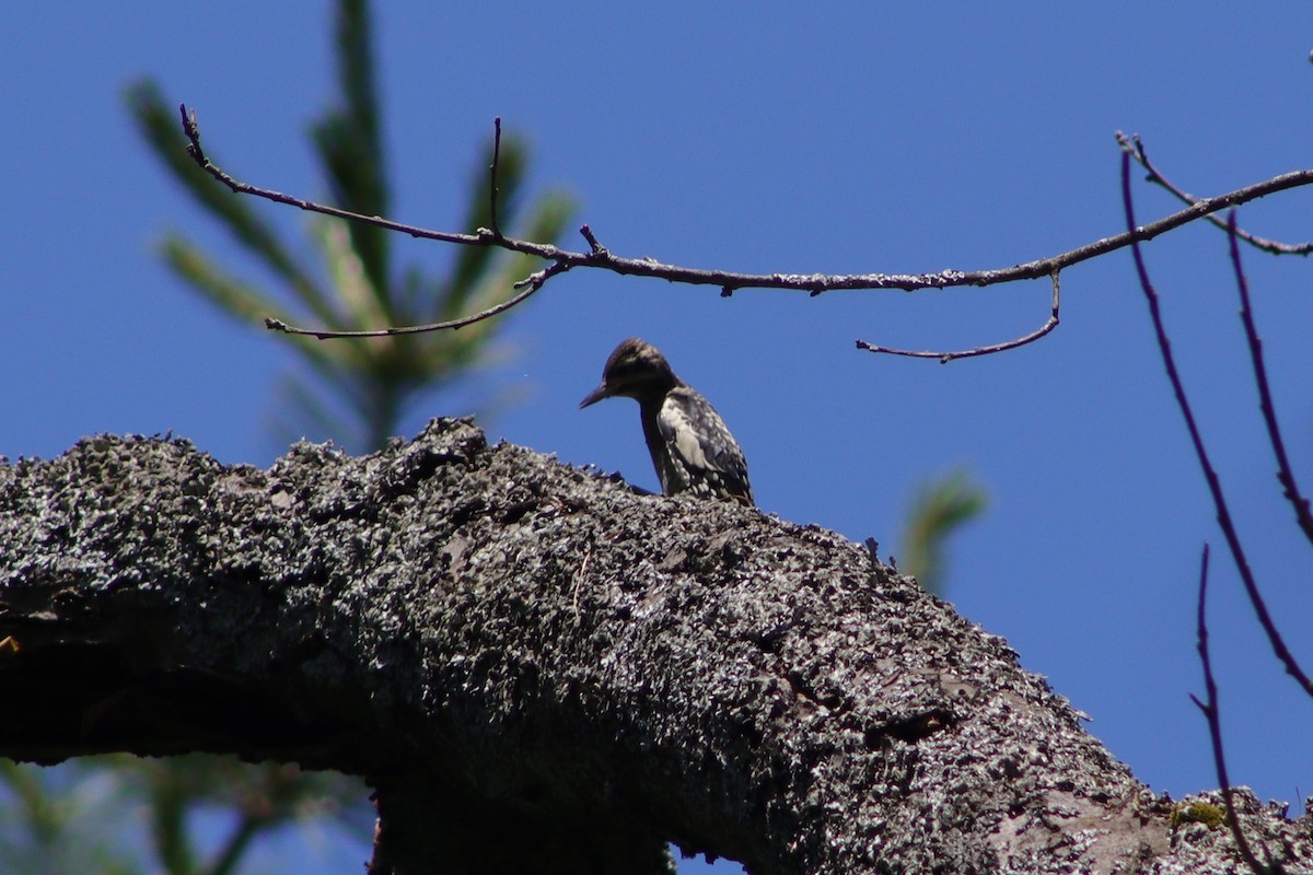 Yellow-bellied Sapsucker - ML638552745