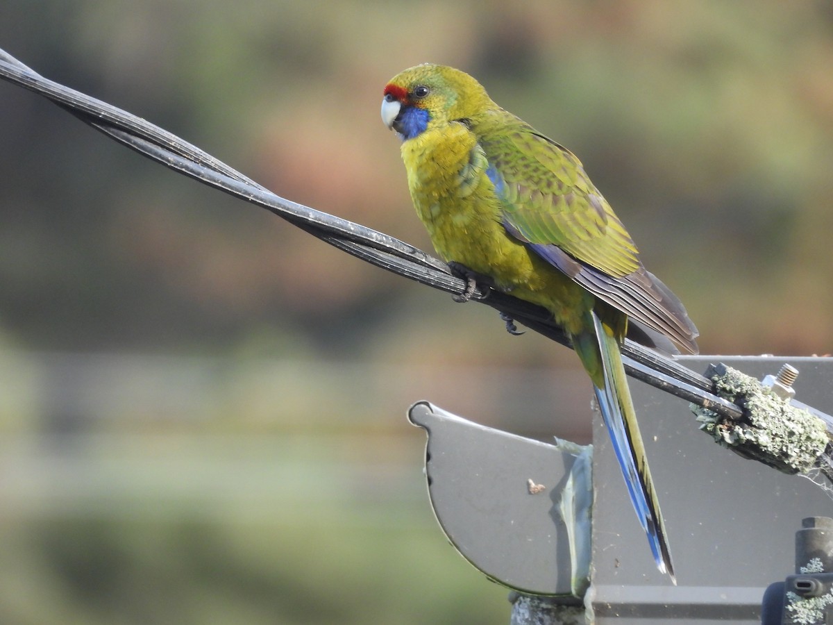 アカビタイキクサインコ - ML638552753