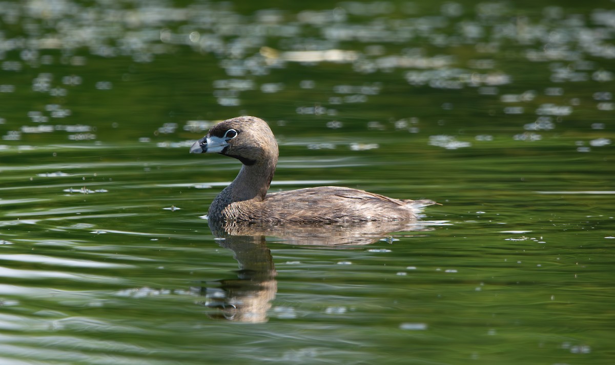 Pied-billed Grebe - ML638552757