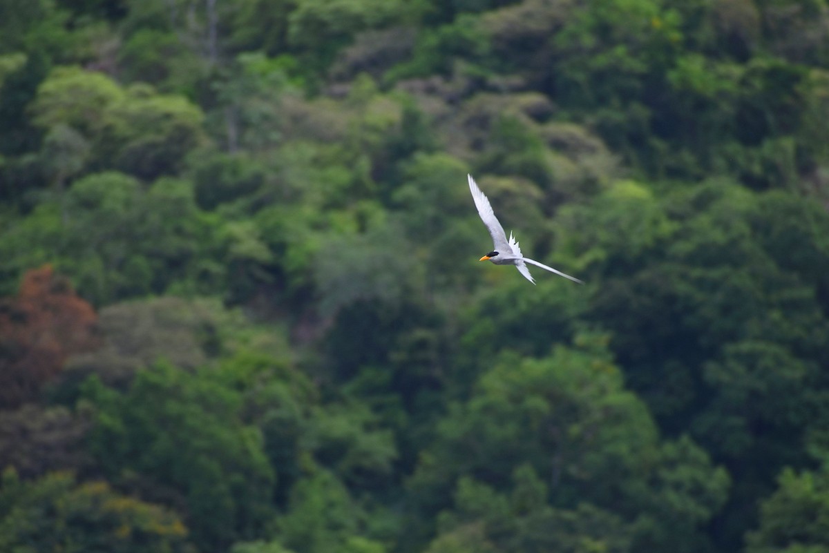 River Tern - ML638552763