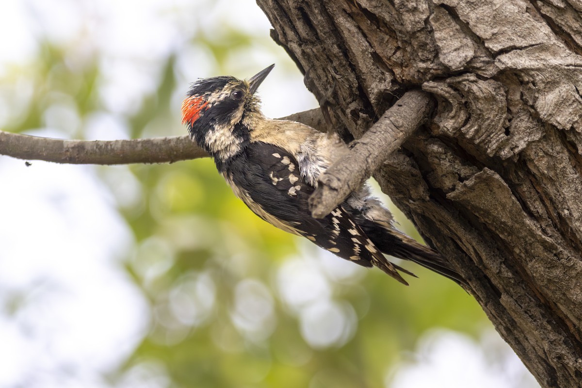 Downy Woodpecker - ML638552768