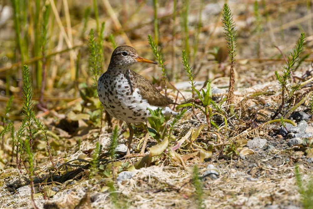 Spotted Sandpiper - ML638552777