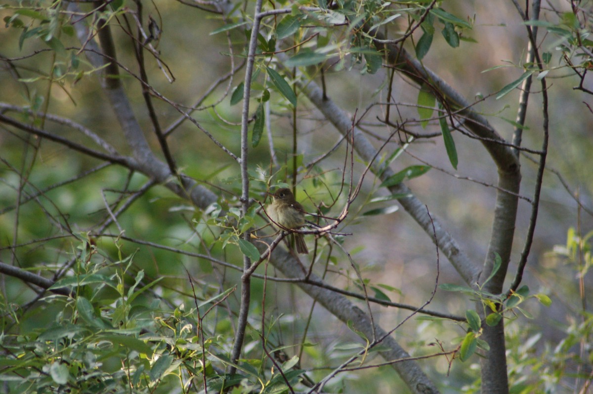 Western Flycatcher - ML638552806