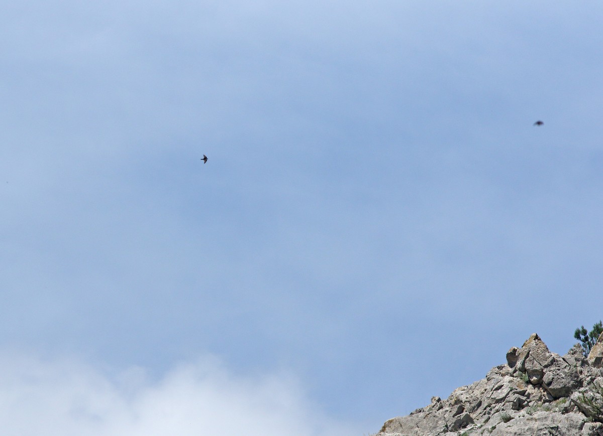 Bank Swallow - ML638552818