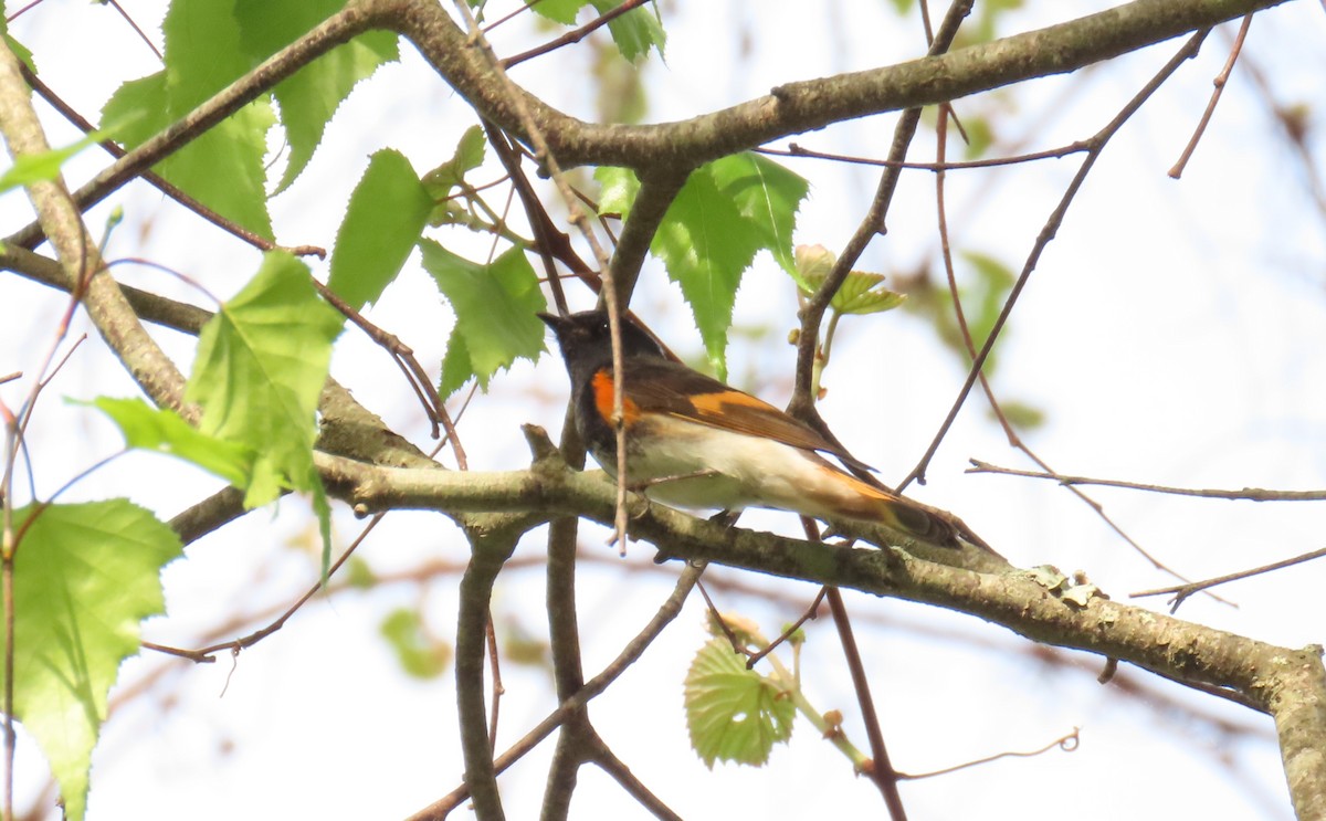 American Redstart - ML638552819