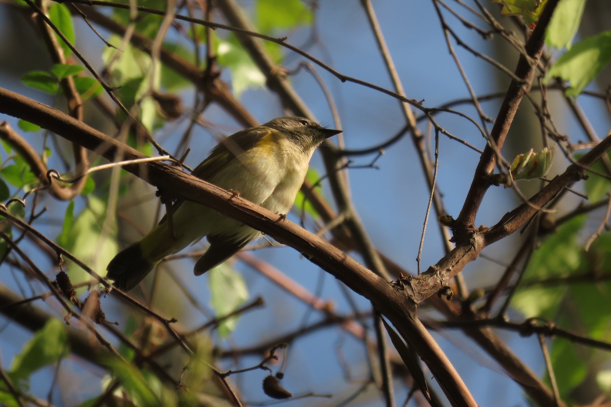 American Redstart - ML638552820