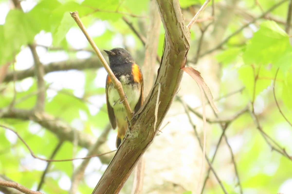American Redstart - ML638552821