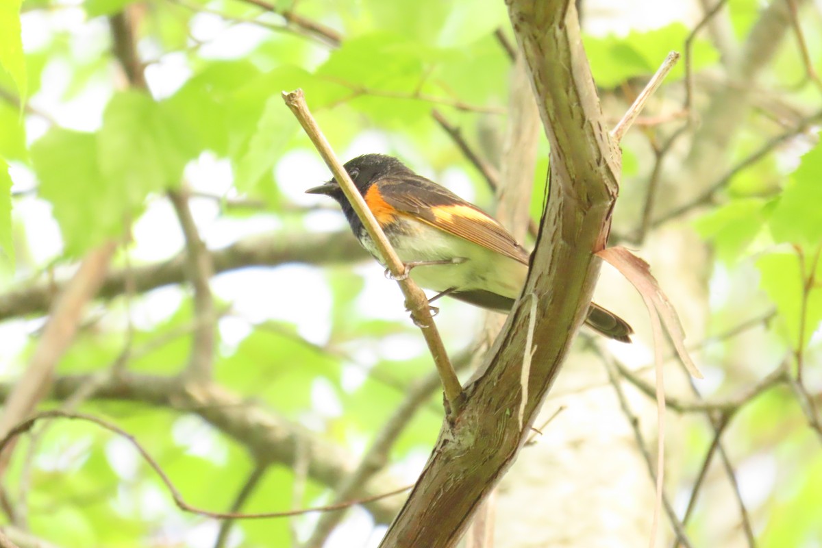 American Redstart - ML638552822