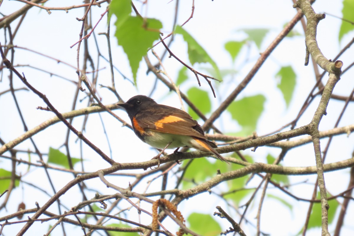 American Redstart - ML638552823
