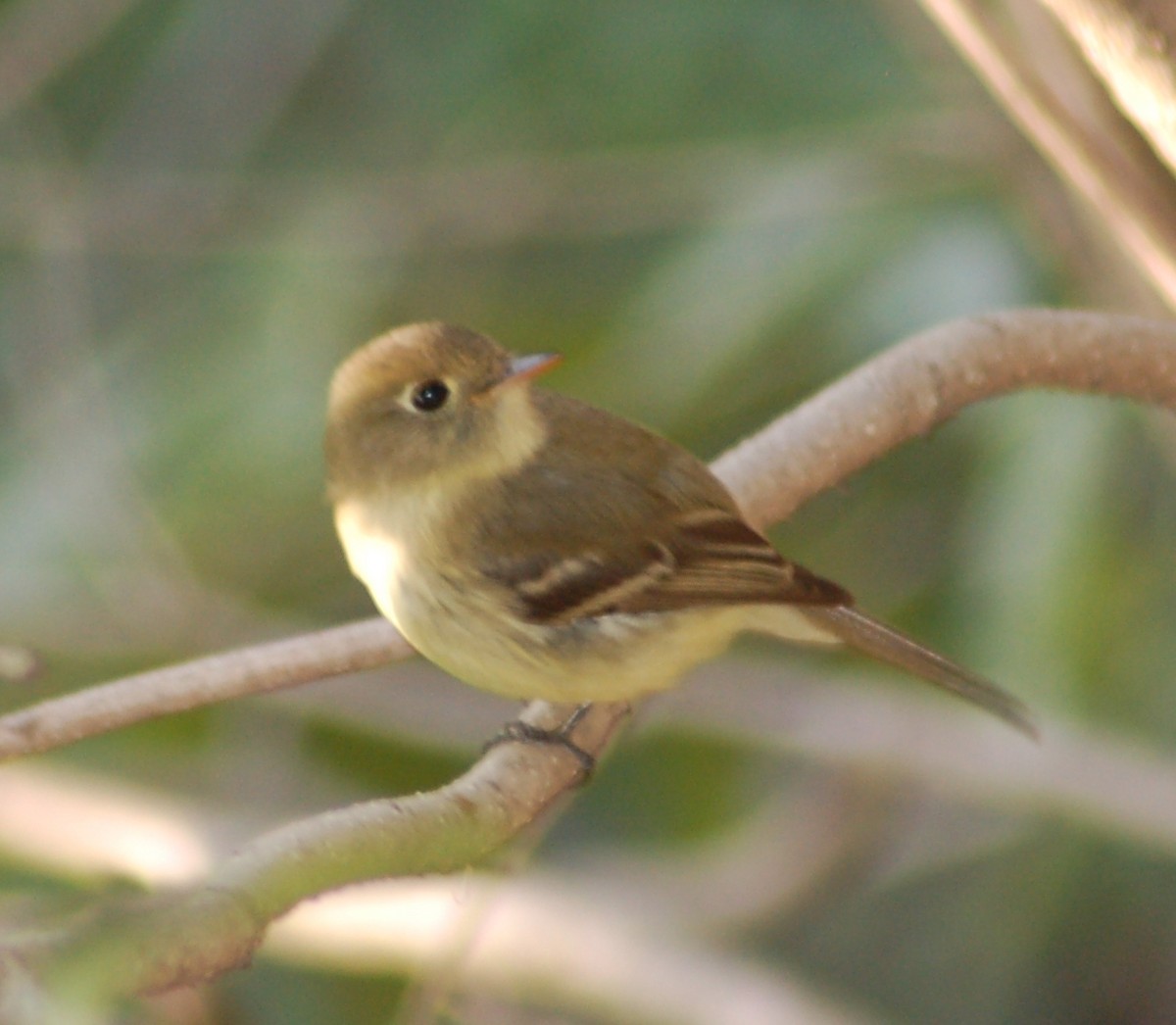 Western Flycatcher - ML638552844