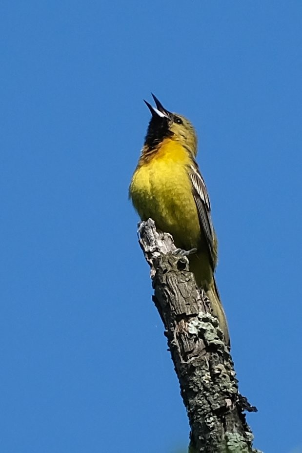 Orchard Oriole - ML638552866