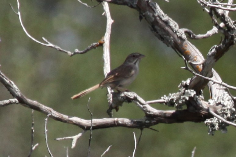 Rufous-crowned Sparrow - ML638552869