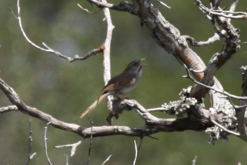 Rufous-crowned Sparrow - ML638552870