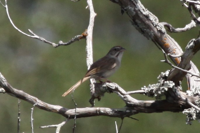 Rufous-crowned Sparrow - ML638552871