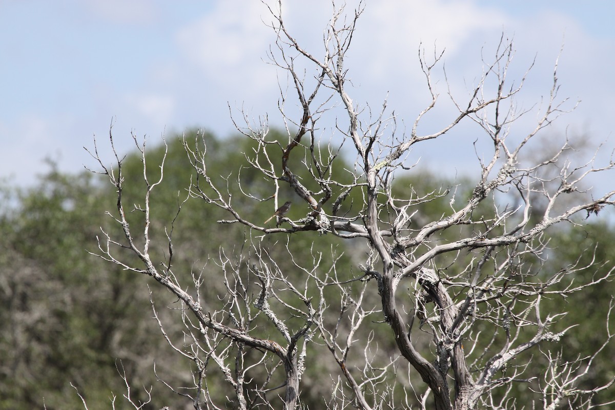 Rufous-crowned Sparrow - ML638552874